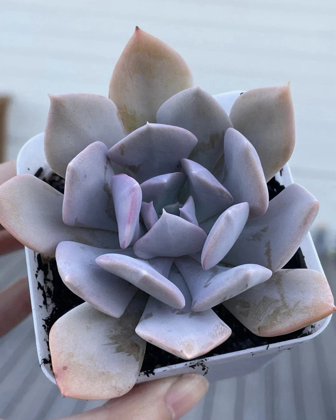 Rare Echeveria Misty Lilac Succulent 2-Inch Live Plant, Indoor Decor, Gift, Drought-Tolerant, Easy Care, Rosette Succulent