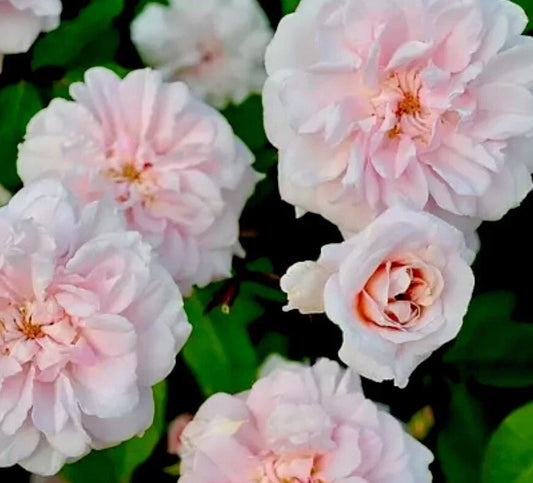 Heirloom Rose Cuttings 16 Premium Cecile Brunner Rosa ceciliae Fragrant Blooming Bushes for Garden Planting