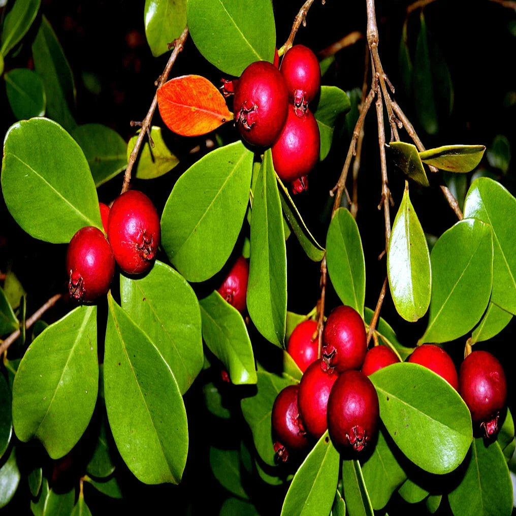 Strawberry Guava Tree Seeds, Edible Fruit Plant, Psidium cattleianum, Tropical Garden Seeds, 50 Seeds