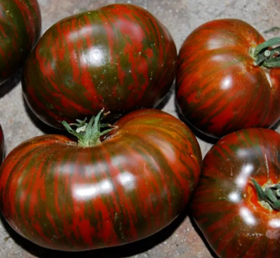Chocolate Stripes Tomato Seeds – Heirloom Indeterminate Solanum lycopersicum, 50+ Seeds for Garden Growth