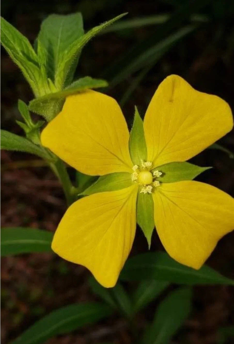 100+ Seeds Mexican Primrose-Willow Ludwigia octovalvis Wetland Plant for Water Gardens & Erosion Control
