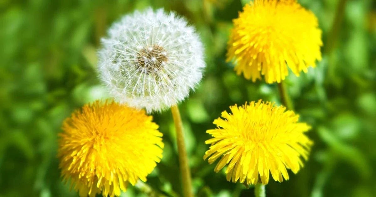 Dandelion Seeds Bulk Pack 500+ Organic Taraxacum officinale Wildflower Garden Seeds for Pollinators