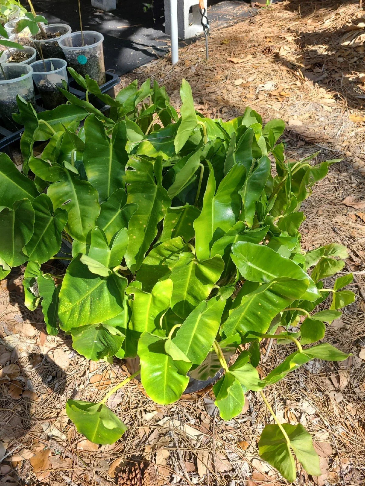 Philodendron 'Burle Marx' Live Plant Cutting 5-7 Inches Tropical Indoor Houseplant Rare Variety