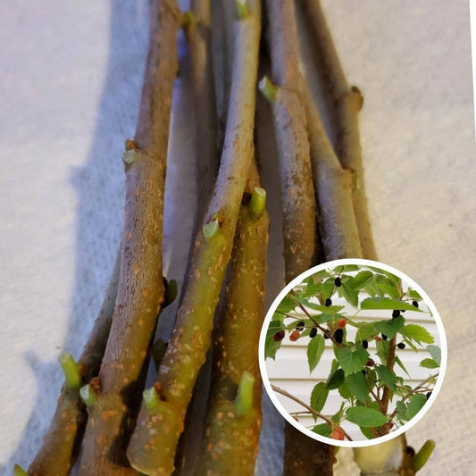Organic Mulberry Cuttings Unrooted 8 Inches Morus alba Wholesale Lot for Gardening and Farming