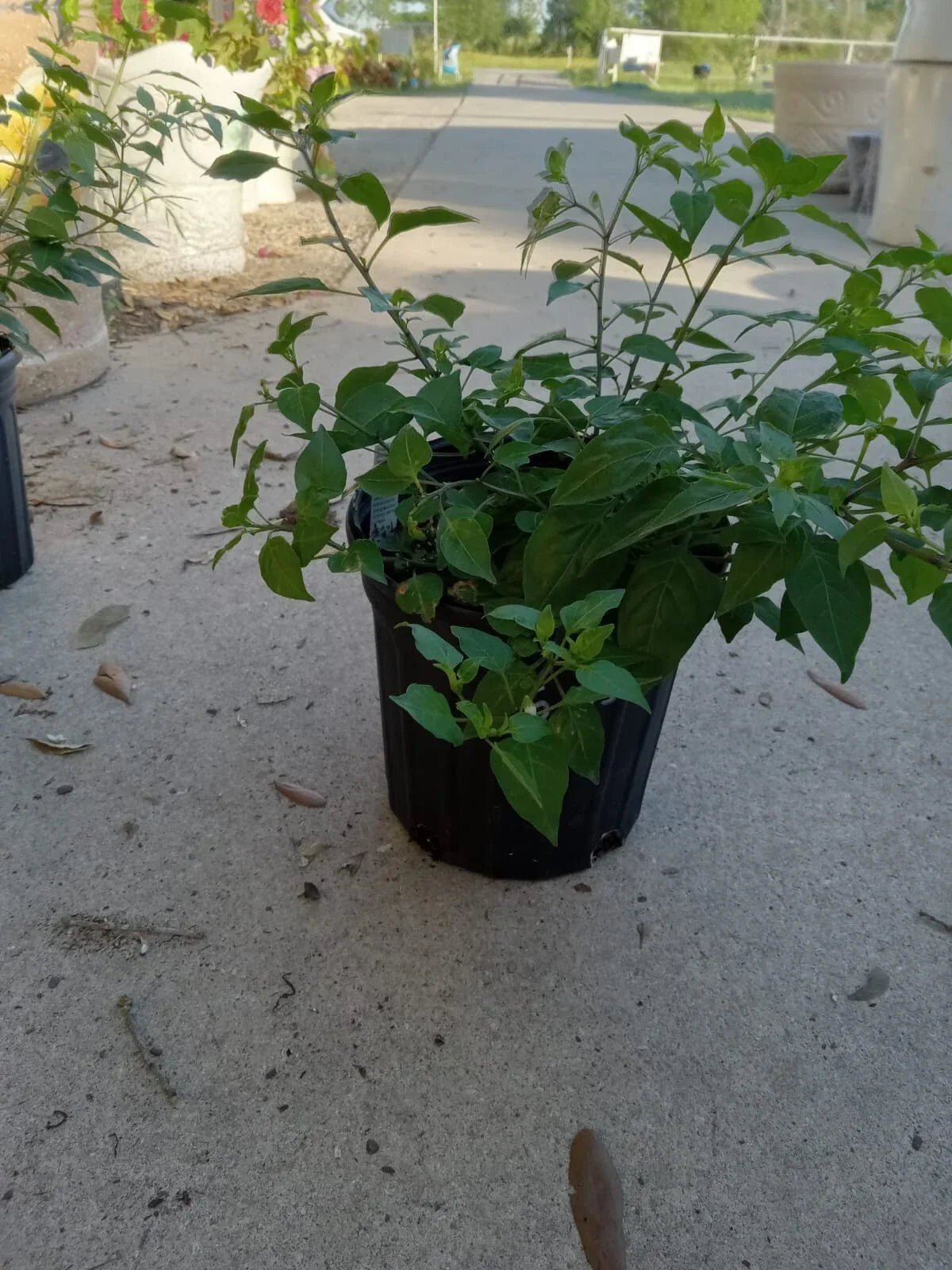 Chile Pequin Hot Pepper Plant - Capsicum annuum - Edible Spicy Herb for Outdoor Garden, Compact, Starter Plant
