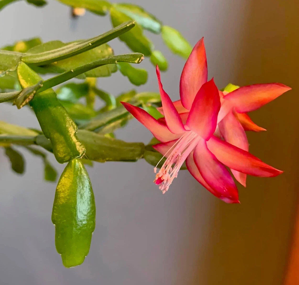 Pink Christmas Cactus Cuttings – Schlumbergera buckleyi – Unrooted Propagation Plant for Holiday Blooming