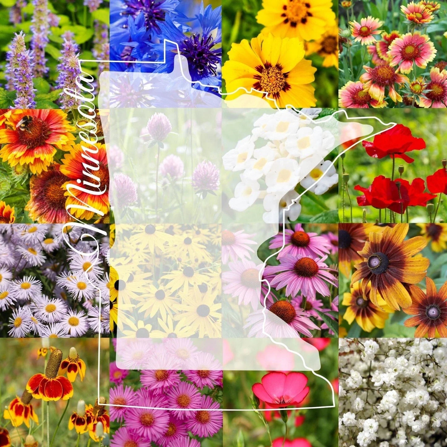 Wildflower Seed Mix 1 Pound Bulk for Minnesota Native Wildflowers Covering 2000 sq ft - Pollinator-Friendly, Eco-Friendly Garden Seeds
