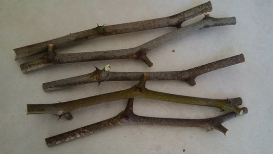 Jujube Tree Cuttings 5 Pcs Georgia 866 & Lang Varieties Chinese Date Ziziphus jujuba