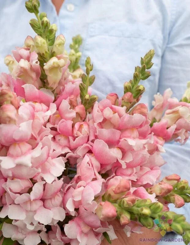 Bridal Pink Snapdragon Seeds - 1000+ Non-GMO Antirrhinum majus Garden Flower for Borders, Containers, Pollinator Attracting