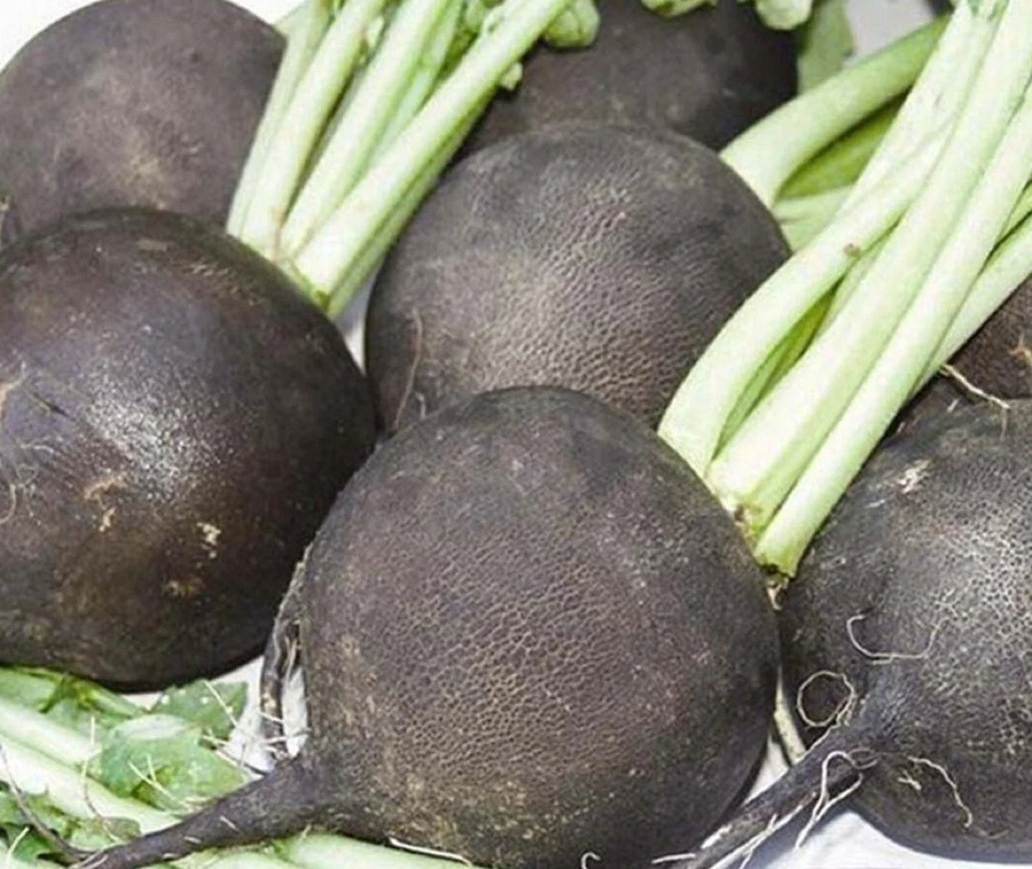 Black Spanish Radish Seeds Pack of 200 Non-GMO Raphanus sativus Heirloom Vegetable Seeds for Home Gardening