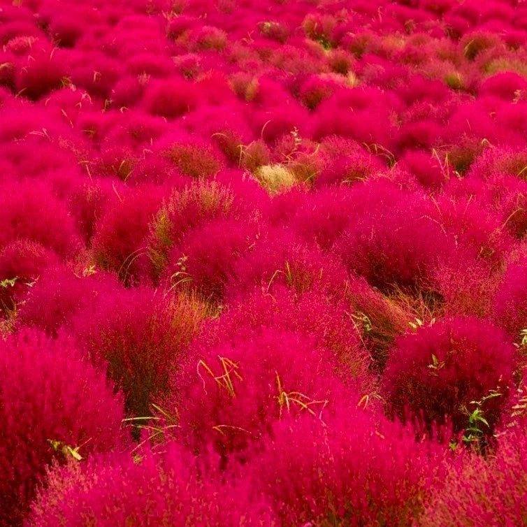 Red Globe Burning Bush Seeds - Kochia Scoparia, Summer Cypress, Annual, Bright Red Foliage, Drought-Tolerant, 2025 Planting