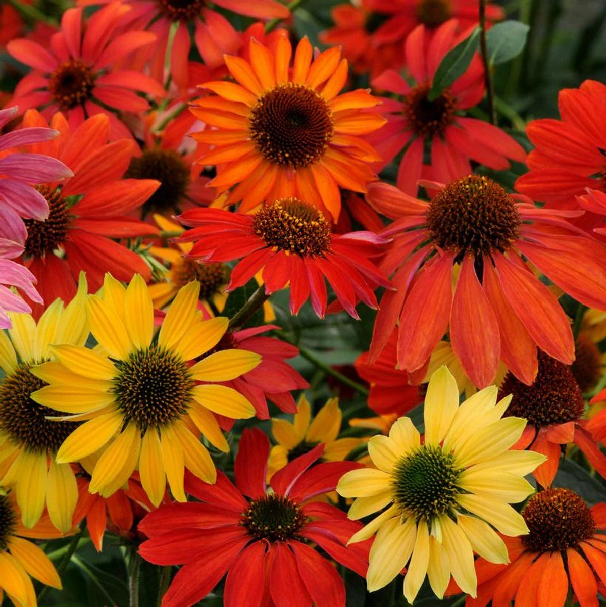 Cheyene Spirit Coneflower Seeds - 50 Pack - Echinacea Purpurea - Purple Perennial Blooming Flowers for Garden
