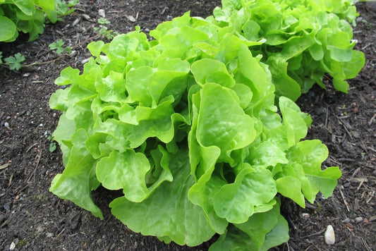 Oakleaf Lettuce Seeds, Heirloom NON-GMO, Organic, Heat Tolerant, Loose-Leaf, Lactuca sativa