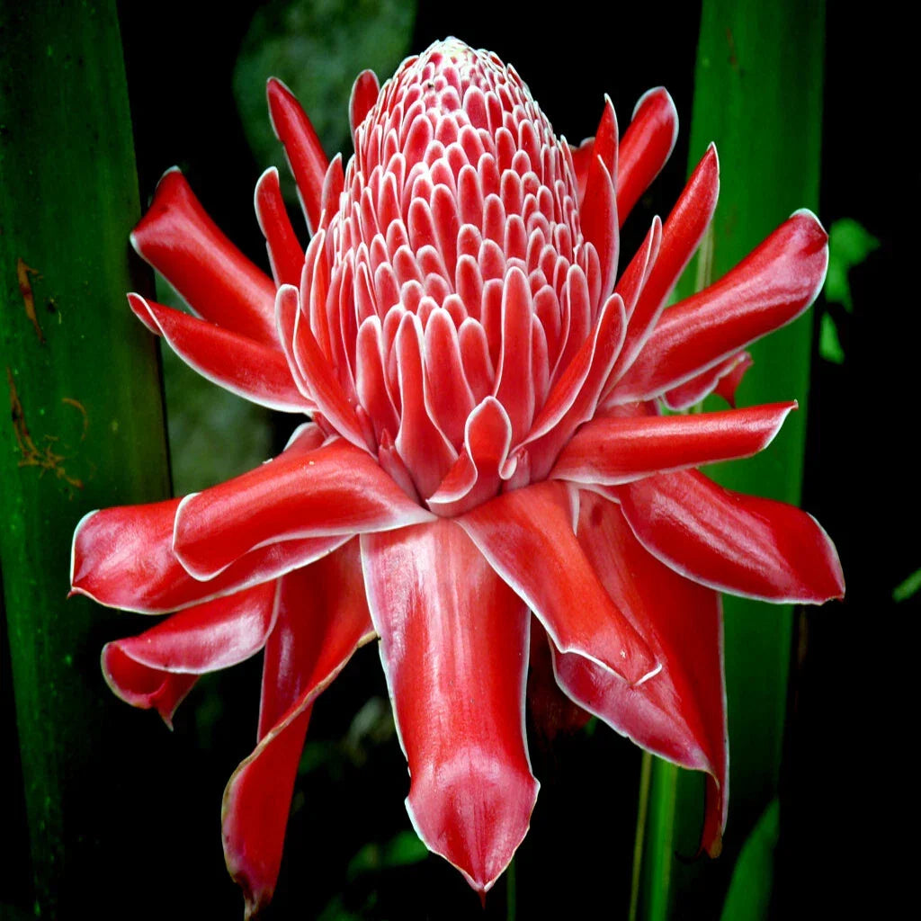 Red Torch Ginger Seeds, Etlingera elatior, Tropical Flowering Plant, Rare Garden Variety, Exotic Red Flowers, Pollinator Attractant