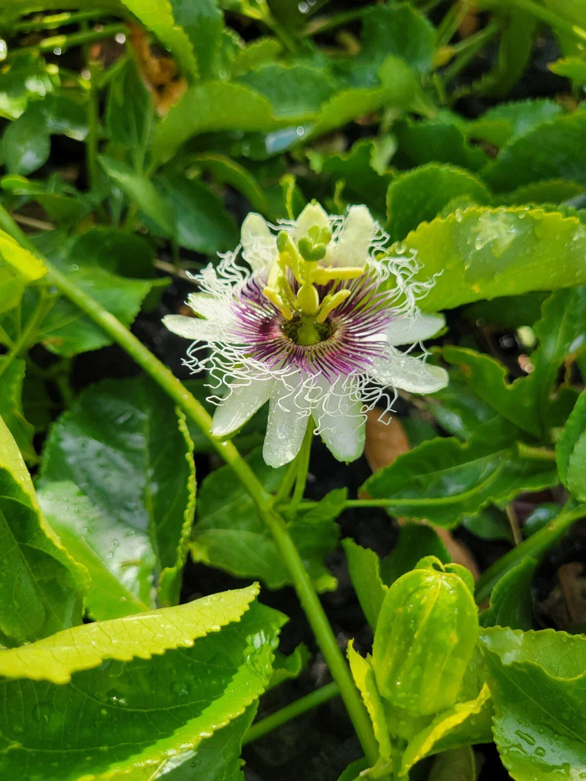 Passion Fruit Plant Cuttings 8-10 Inches Passiflora Edulis Fresh Vines No Root Tropical Fruit Plant
