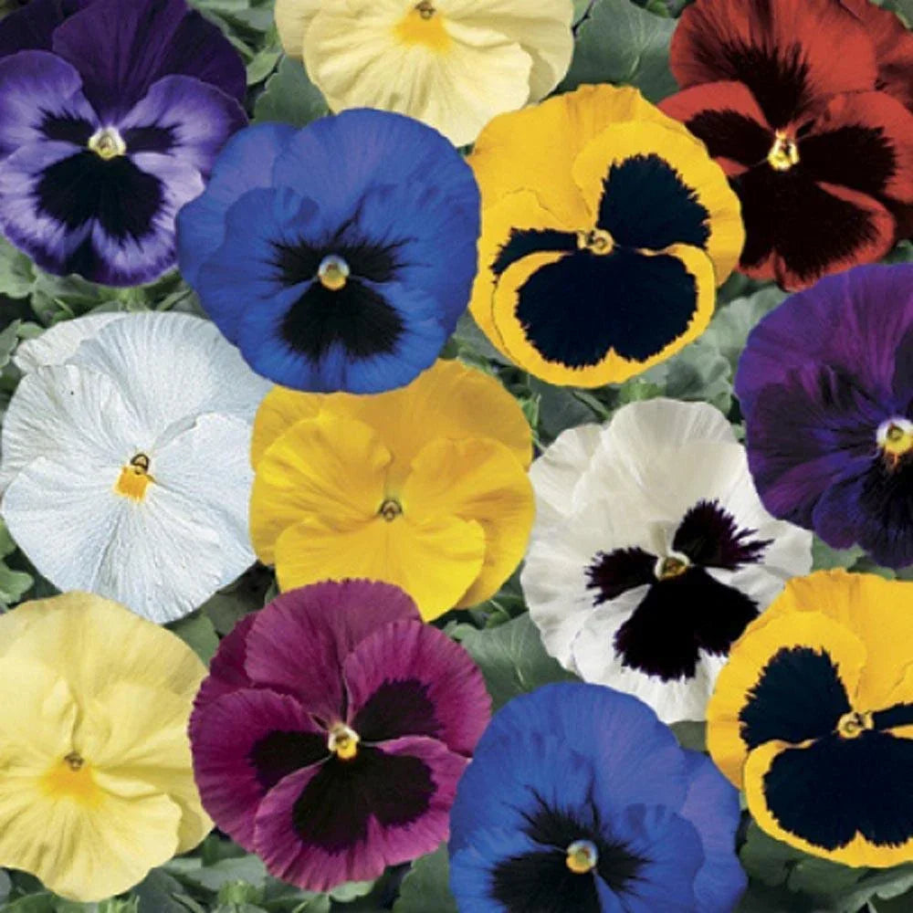 Pansy Seeds - 50 Count Delta Premium Blotch Mix Viola tricolor var. hortensis for Garden Borders & Containers