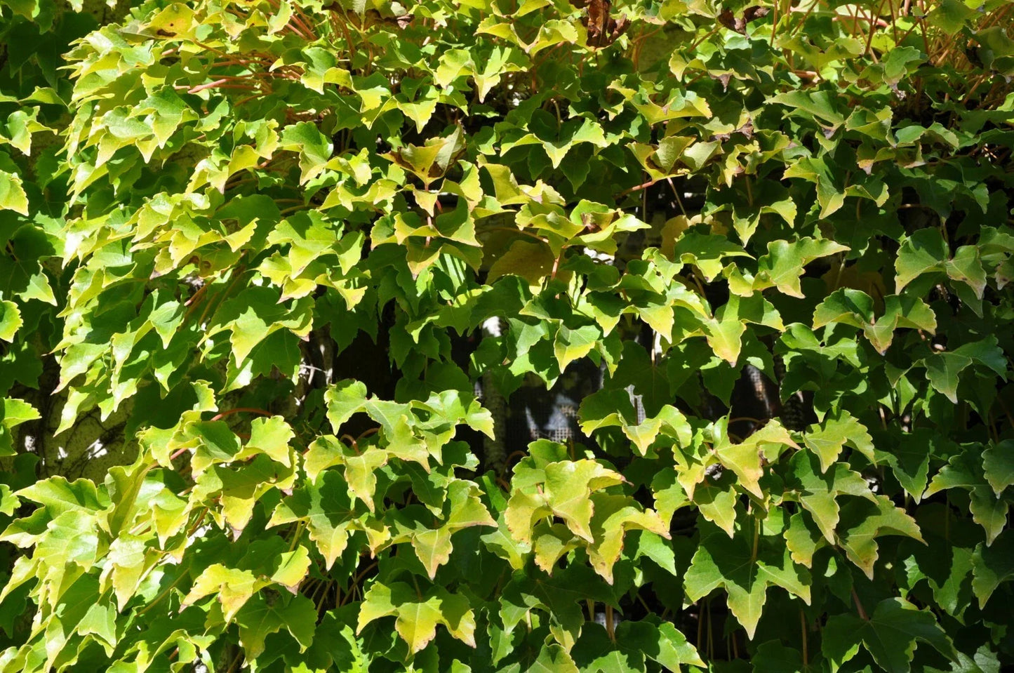Boston Ivy Seeds 15 Count Veitchii Variety Climbing Plant Parthenocissus tricuspidata for Gardens & Greenery
