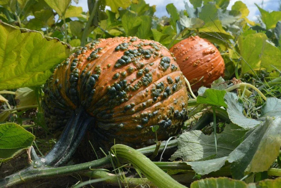 Bunch O Warts F1 Pumpkin Seeds - Decorative Warty Cucurbita pepo for Halloween & Fall Gardens