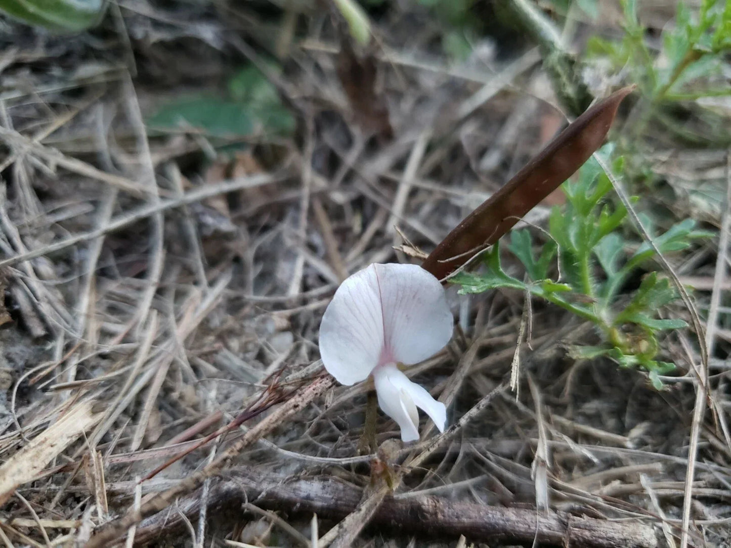 Scurf Hoarypea Seeds | Ground Cover Pack of 15+ | Tephrosia chrysophylla Florida Native Plant for Erosion Control