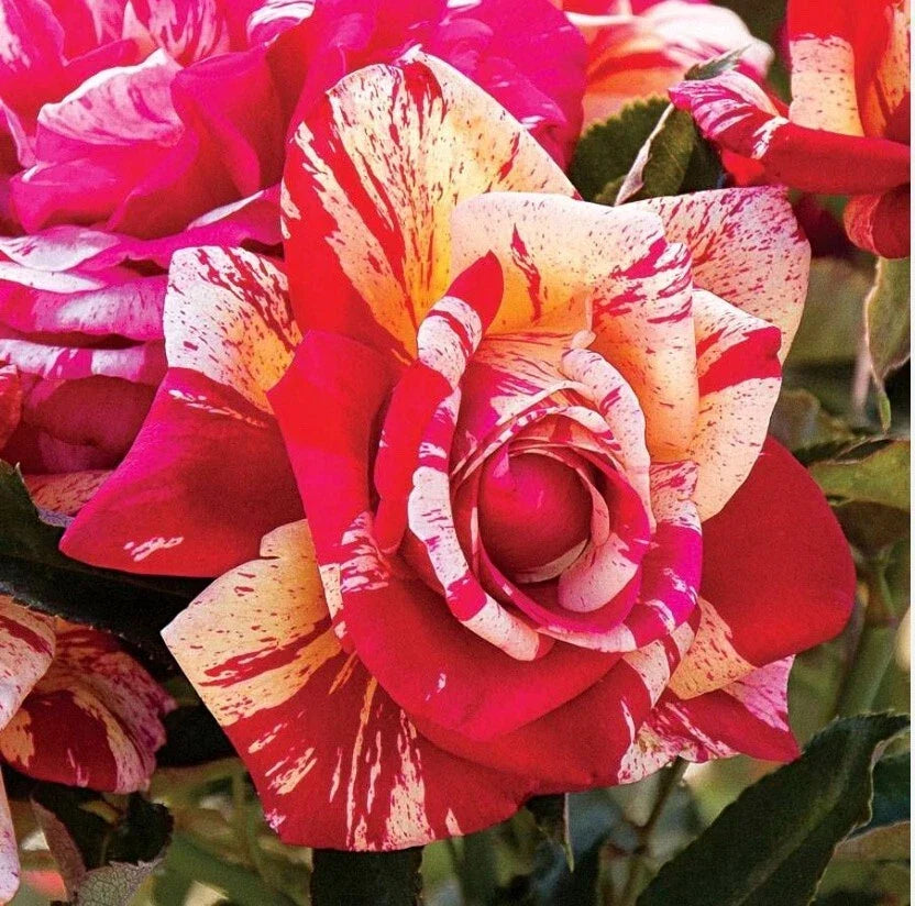Daring Spirit Hybrid Tea Rose Cuttings, 5-8" Unrooted Fresh Rosa Hybrid Garden Planting Supplies