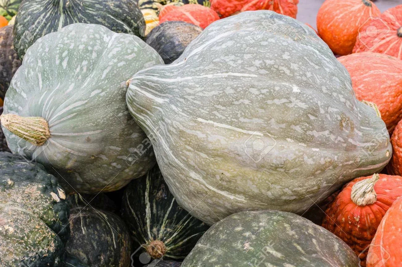 Blue Hubbard Winter Squash Seeds | Non-GMO, Cucurbita maxima, Vining, Blue Skin, Nutty Flavor