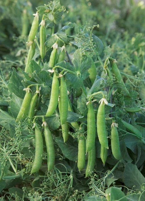 Sugar Lace II Snap Pea Seeds – Heirloom Bush Green Peas for Home Gardens, Self-Supporting, Pisum sativum, 20+ Seeds