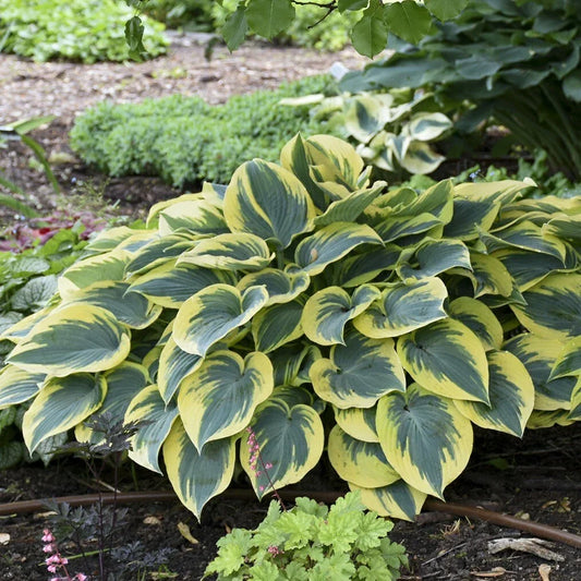 Hosta First Frost Perennial Shade Plant 5.25" Pot Well Rooted Variegated Foliage Garden Bed Container
