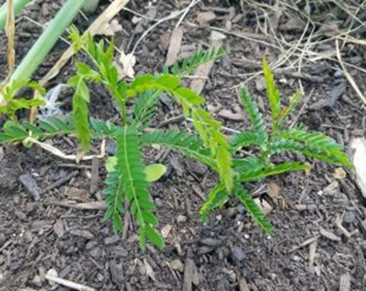 Live Thornless Honey Locust Tree - Well Rooted Gleditsia Triacanthos for Landscaping, Shade & Wildlife