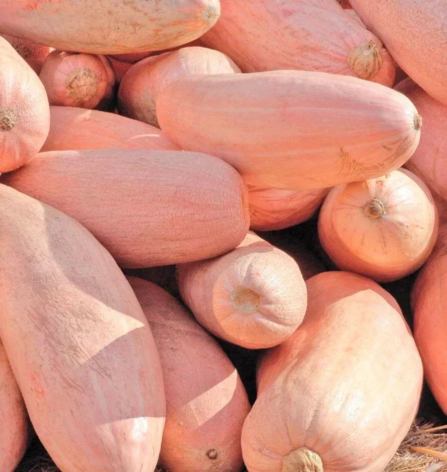 Jumbo Pink Banana Squash Seeds | Cucurbita maxima | Heirloom, Sweet, Vining, Pack of 20