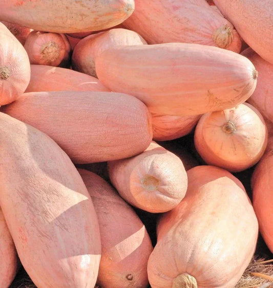 Jumbo Pink Banana Squash Seeds | Cucurbita maxima | Heirloom, Sweet, Vining, Pack of 20