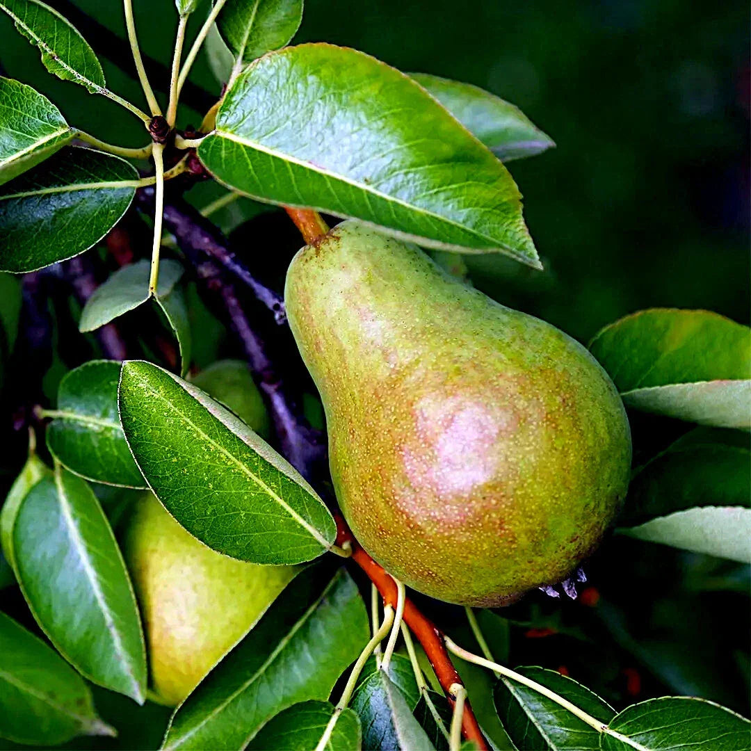 European Pear Tree Seeds - Pyrus Communis for Home Garden, Hardy, Fast Growing, Juicy Fruit, Ornamental Spring Flowers