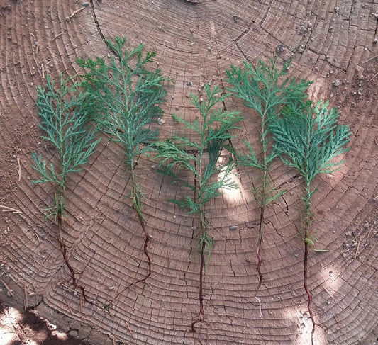 Incense Cedar Tree Seedlings 5 Pack Bare Root Calocedrus decurrens Live Plants for Landscaping and Privacy Screening