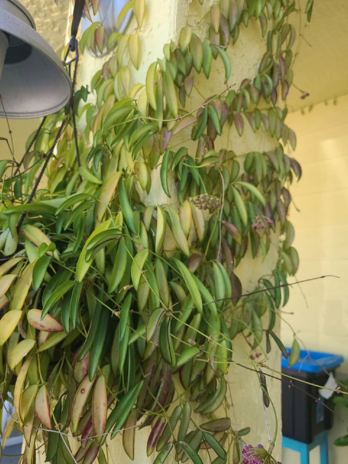 Hoya Wayetii Fresh Cutting with 3+ Nodes, Tropical Houseplant, Fragrant Flowers, Indoor Vining Plant, Easy Care, Air-Purifying