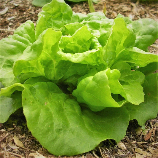 Organic Tom Thumb Butterhead Lettuce Seeds, Heirloom Lactuca sativa for Salad and Container Gardening