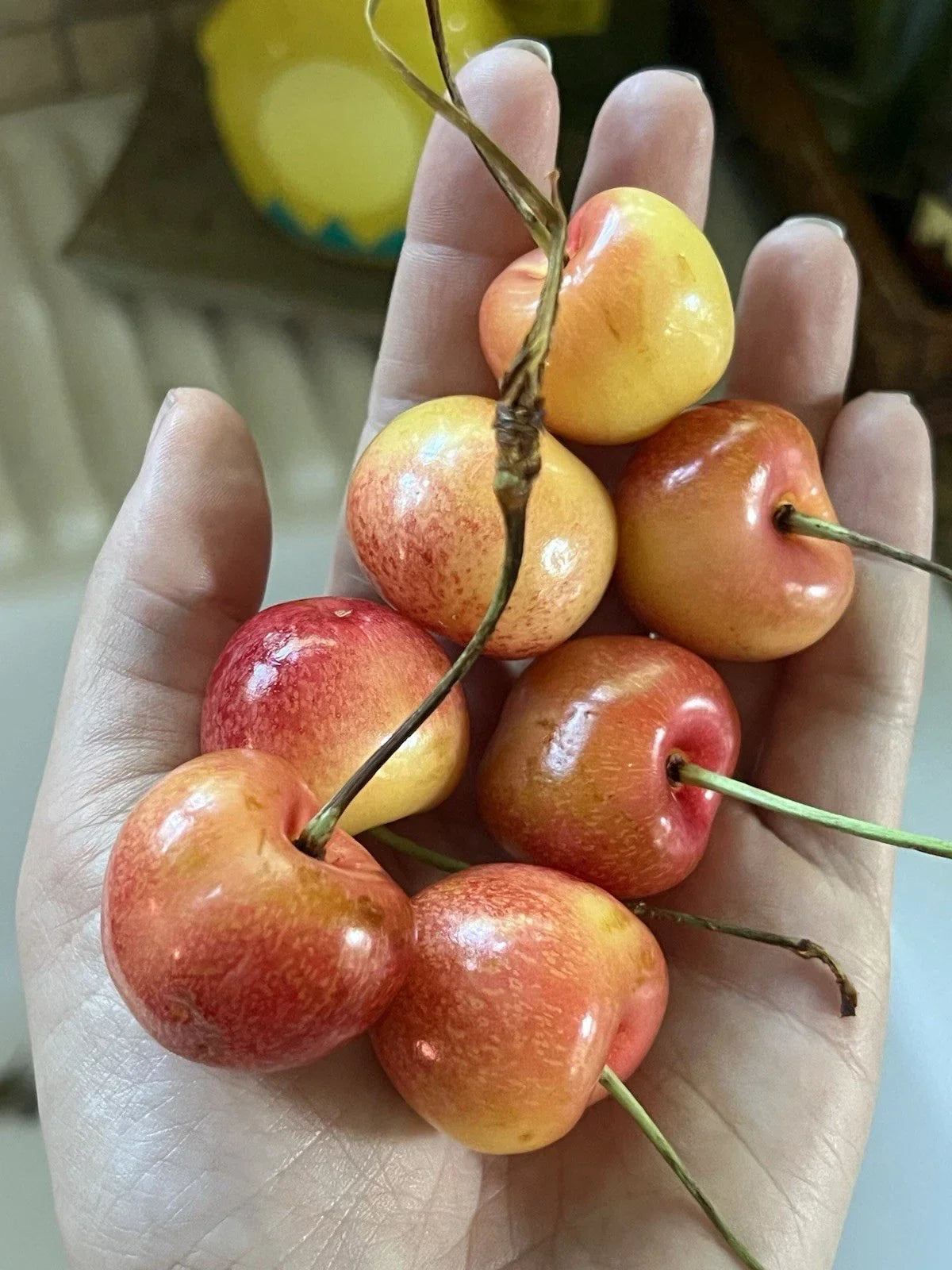 Skylar Rae Cherry Seeds - Organic Non-GMO Fruit Tree Seeds for Growing Sweet Cherries - Prunus avium, 5 Pack