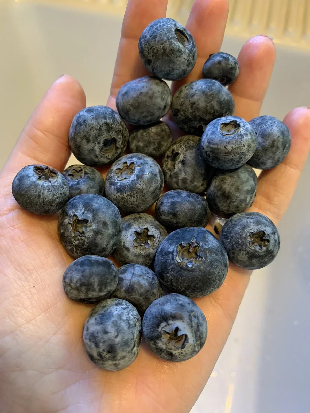 Blueberry Seeds Pack of 100 Vaccinium corymbosum Organic Edible Fruit Bush for Home Garden