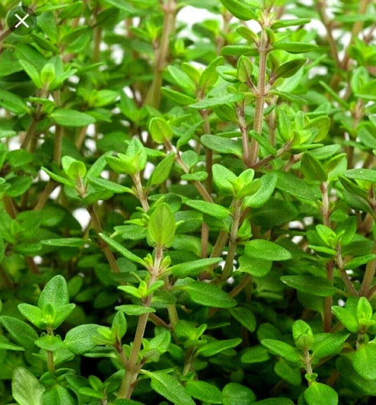 Organic Winter Thyme Herb Seeds - Thymus vulgaris, Non-GMO, Open Pollinated, Culinary & Pollinator Friendly, 500 Seeds