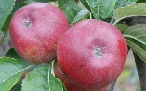 Kingston Black Apple Seeds Pack of 25+ | Heirloom Malus domestica Fruit Seeds for Home Garden & Orchard