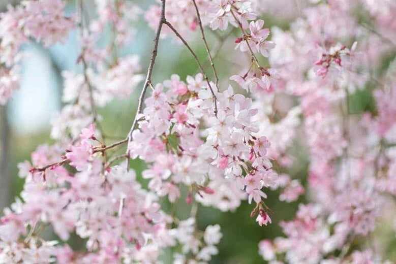 Japanese Flowering Cherry Tree Cuttings - 12 Unrooted Prunus serrulata Cultivar for Propagation, Pink Blooms