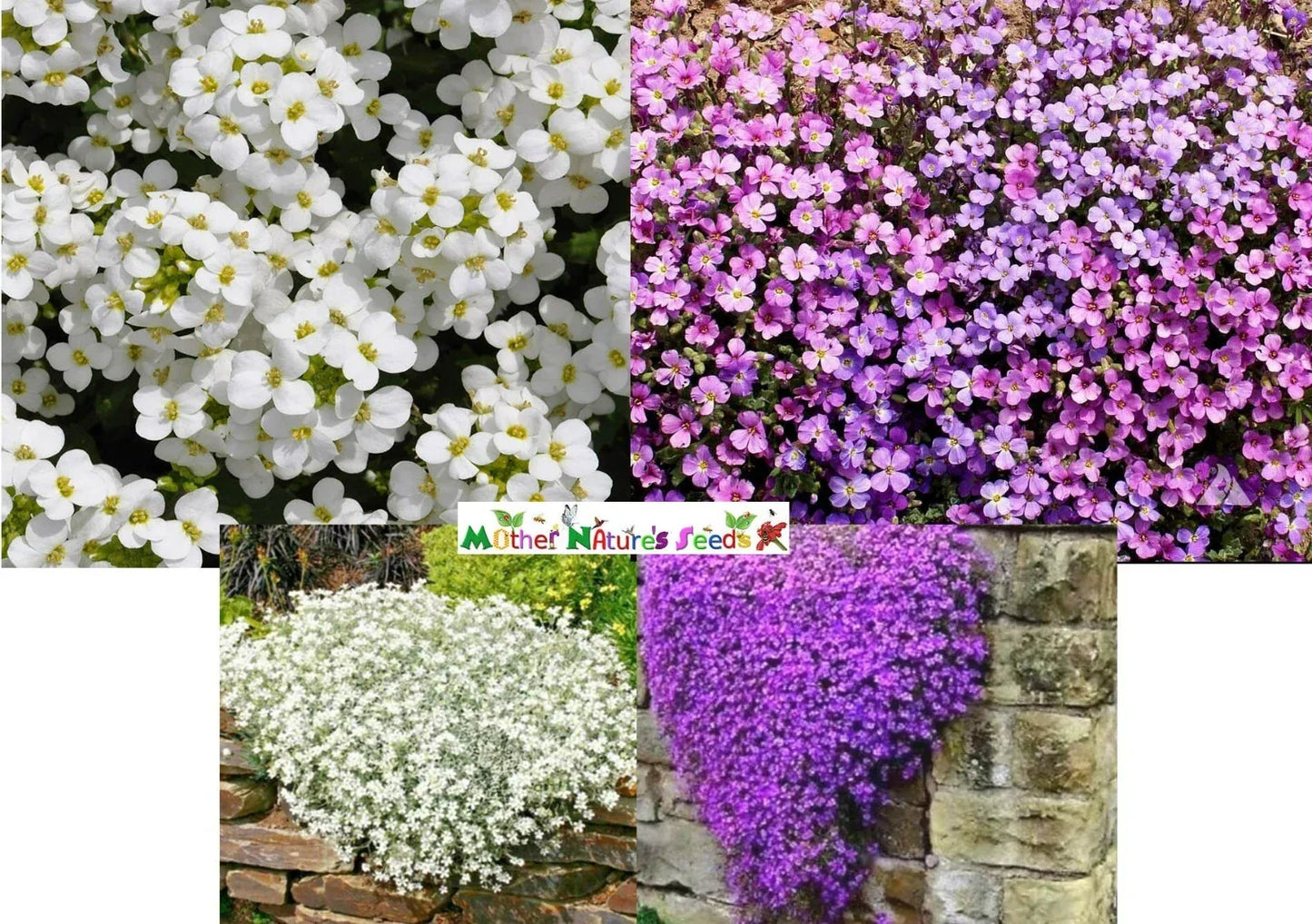 Rock Cress Ground Cover Seeds - Aubrieta deltoidea - Mixed Colors, Perennial, Non-GMO, 1000 Seeds