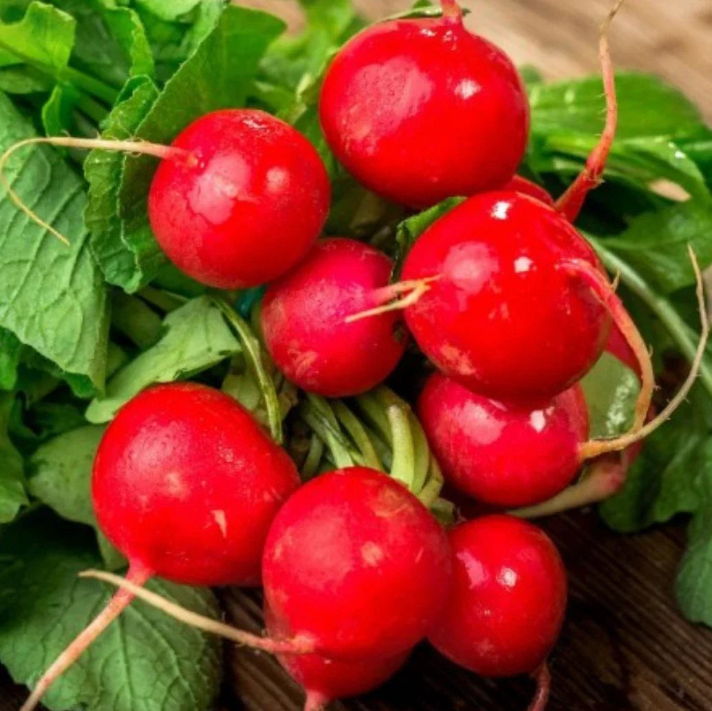 Champion Radish Seeds - Non-GMO Raphanus sativus, 2,000 Seeds, Fast Harvesting, Salad Radishes, Home Garden, Pot & Raised Bed