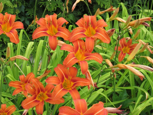Live Large Orange Daylily Bulbs – Clumps with Strong Roots – Hemerocallis 'Orange' – Perennial Garden Plants for Borders & Landscaping