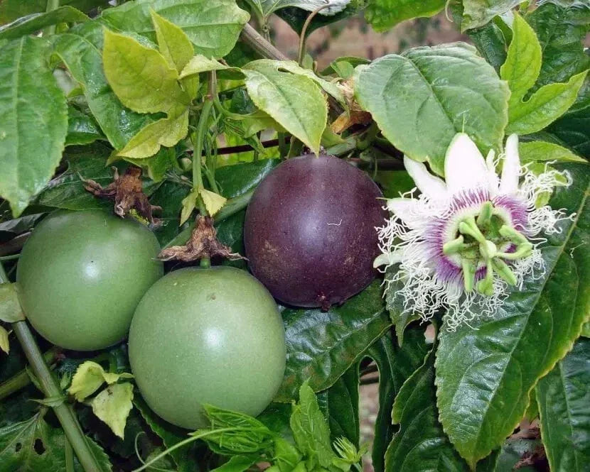 Purple Passion Fruit Seeds - Organic Passiflora Edulis Vine for Gardening and Planting, Climbing, Edible Fruit