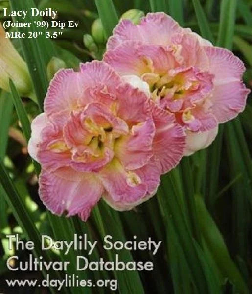 Live Pink Double Daylily Plant - Lacy Doily Hemerocallis 'Lacy Doily' for Borders & Containers