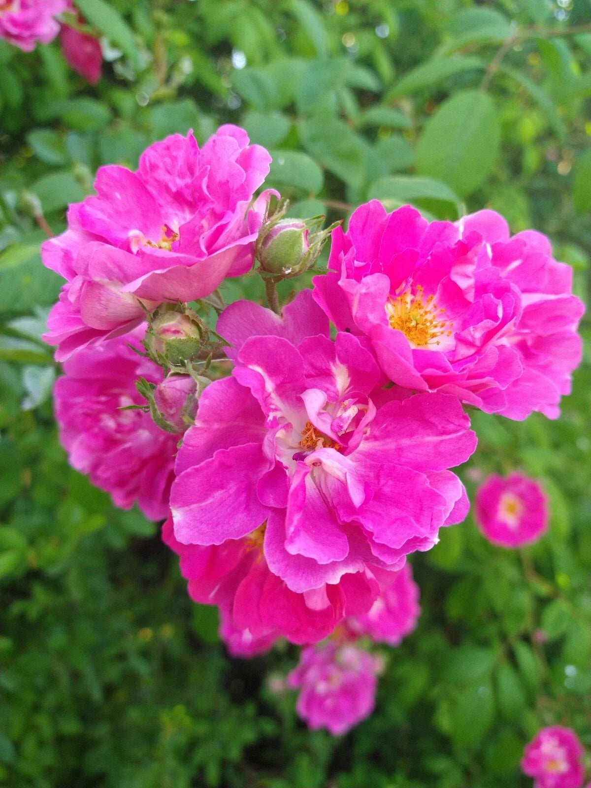 Seven Sisters Rose Bush Live Plant – Pink Cluster Flowers – Rosa 'Seven Sisters' – Climbing, Own-Root Rose for Garden