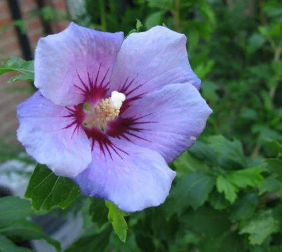 Blue Bird Hibiscus Live Plant 1 QT - Hibiscus syriacus 'Blue Bird' - Rose of Sharon with Vibrant Violet-Blue Flowers