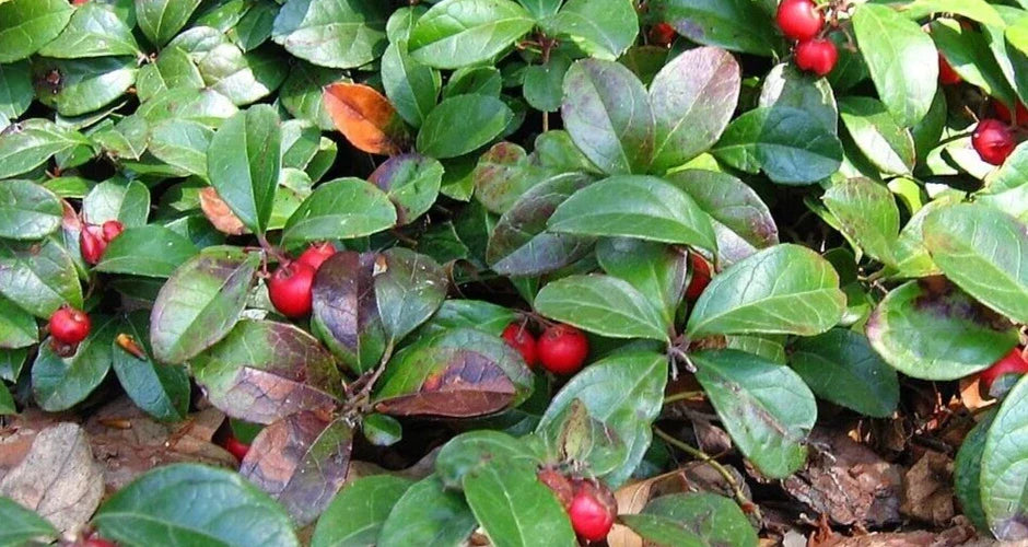 Wintergreen Live Plant Bareroot Starter – Gaultheria procumbens Native Evergreen Creeper with Edible Red Berries