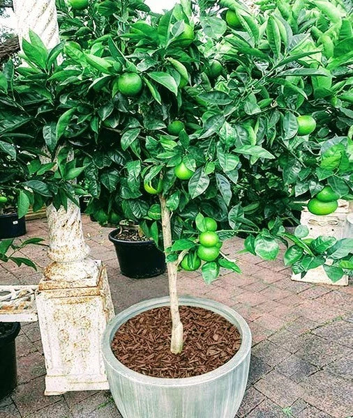 Thornless Key Lime Tree - Live Citrus Plant in Pot - Citrus aurantiifolia - Fresh Fruit-Ready, Indoor & Outdoor Garden Plant
