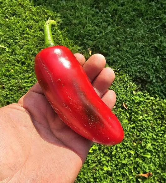 Mammoth Jalapeno Hot Pepper Seeds - 50+ Heirloom Capsicum annuum for Salsas, Sauces, Grilling | Packaged Seeds