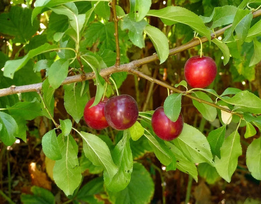 Organic Cherry Plum Tree Seeds Pack of 5 Prunus americana Fruit Tree for Home Garden, Orchard, Landscaping